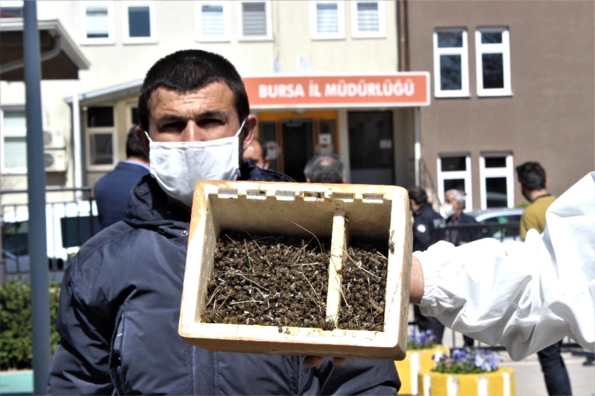 (Özel) Bursa\'da binlerce arının şok eden ölümü...Ölen arılarıyla müdürlüğe geldiler