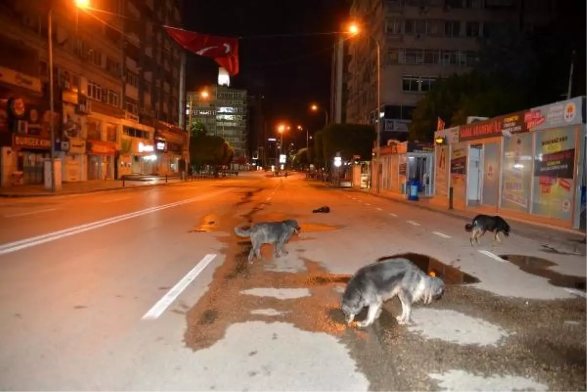 Adana\'da yasak sonrası cadde ve sokaklar, sokak hayvanlarına kaldı