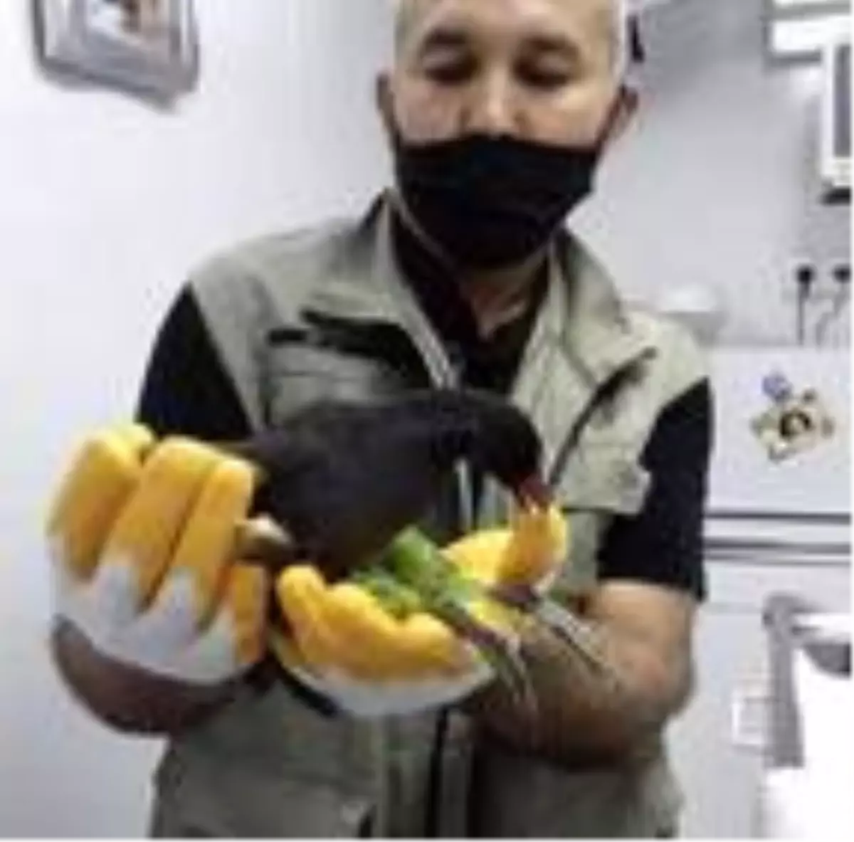 Bacakları kırılan su tavuğu tedaviye alındı