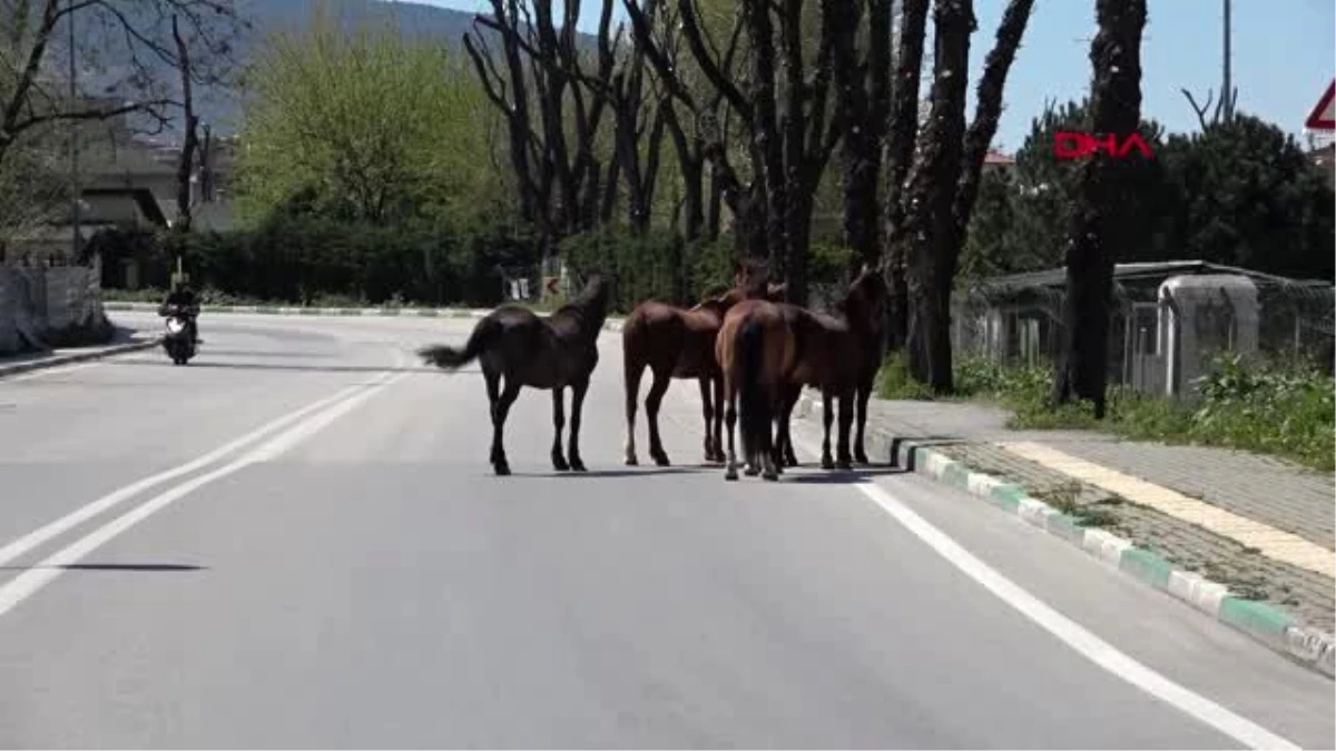 Bursa\'da atlar, boş kalan cadde ve sokaklarda gezdi