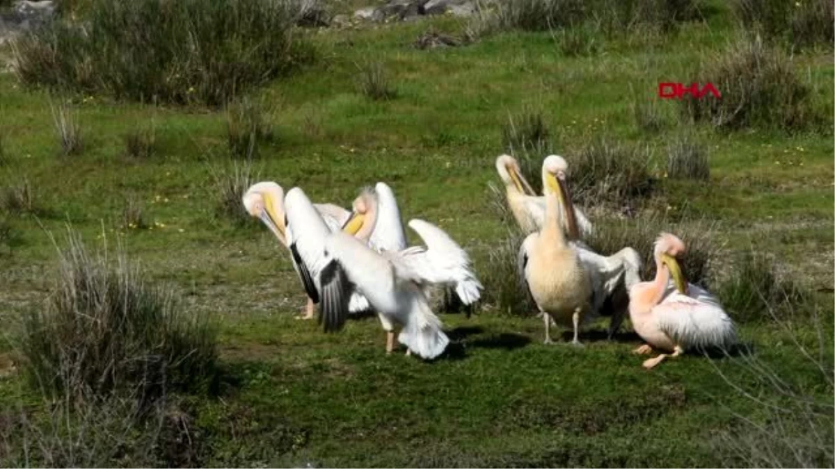 Çanakkale\'de ak pelikanları görüntüledi