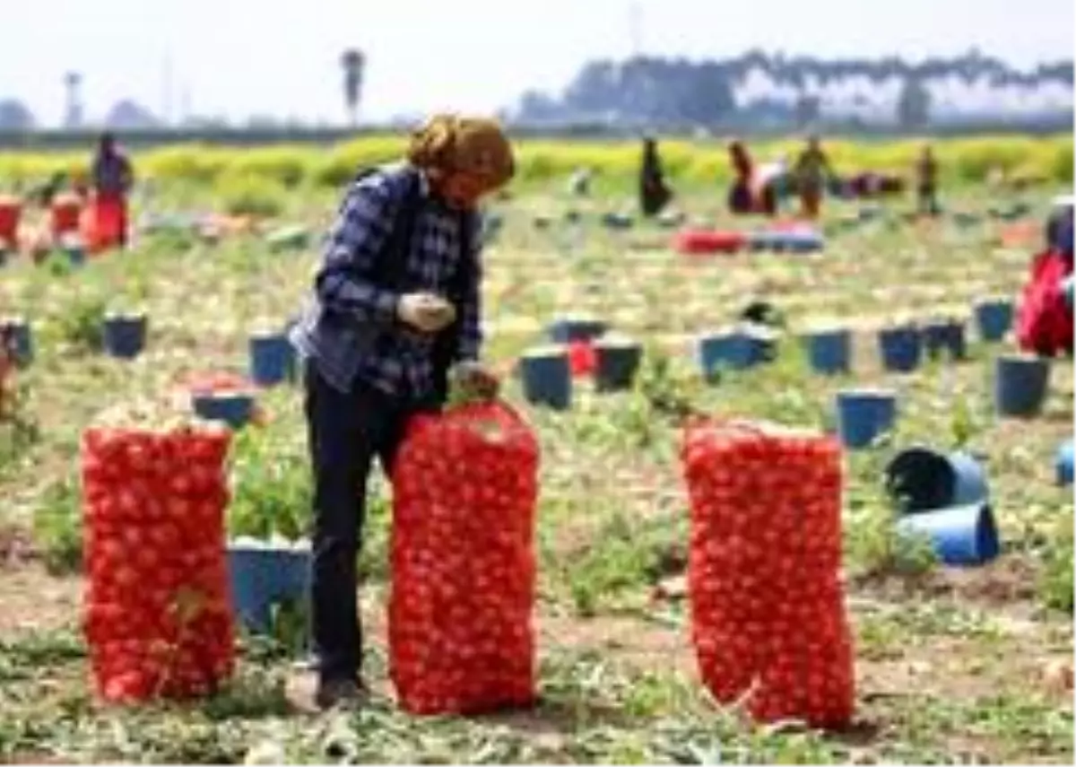 Herkes evinde tarım işçileri soğan tarlasında