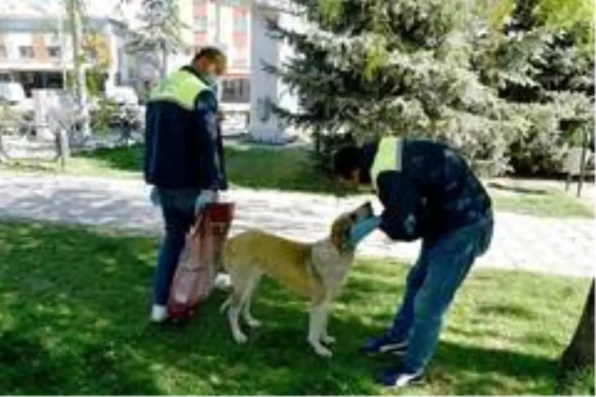 Tepebaşı\'ndaki sokak hayvanlarının imdadına yetişiyorlar