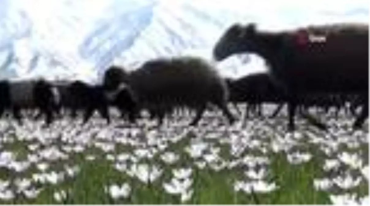 Yüksekova\'da baharın müjdeleyicisi kardelenler gün yüzüne çıktı