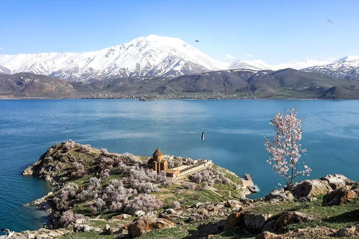 Akdamar Adası çiçek açan badem ağaçlarıyla büyülüyor