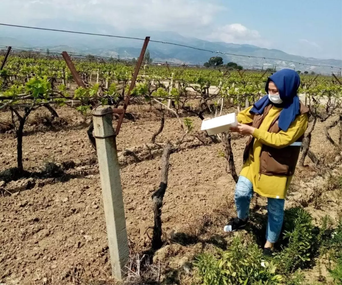 Bağlarda hastalık taraması yapılıyor