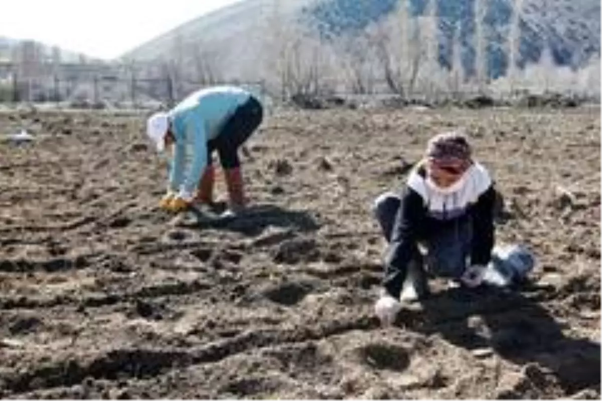 Bayburt Üniversitesi organik tarımdaki ürün çeşitliliğini artırıyor