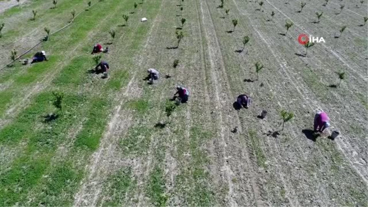 Bursa ovasında çiftçiler hasat yaptı, meyvelerini ilaçladı