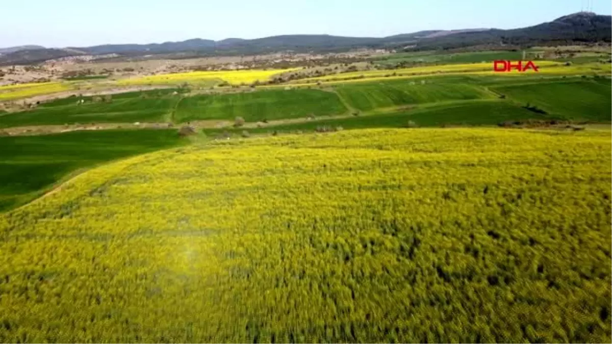 EDİRNE Trakya\'da kanola, tarlaları sarıya boyadı