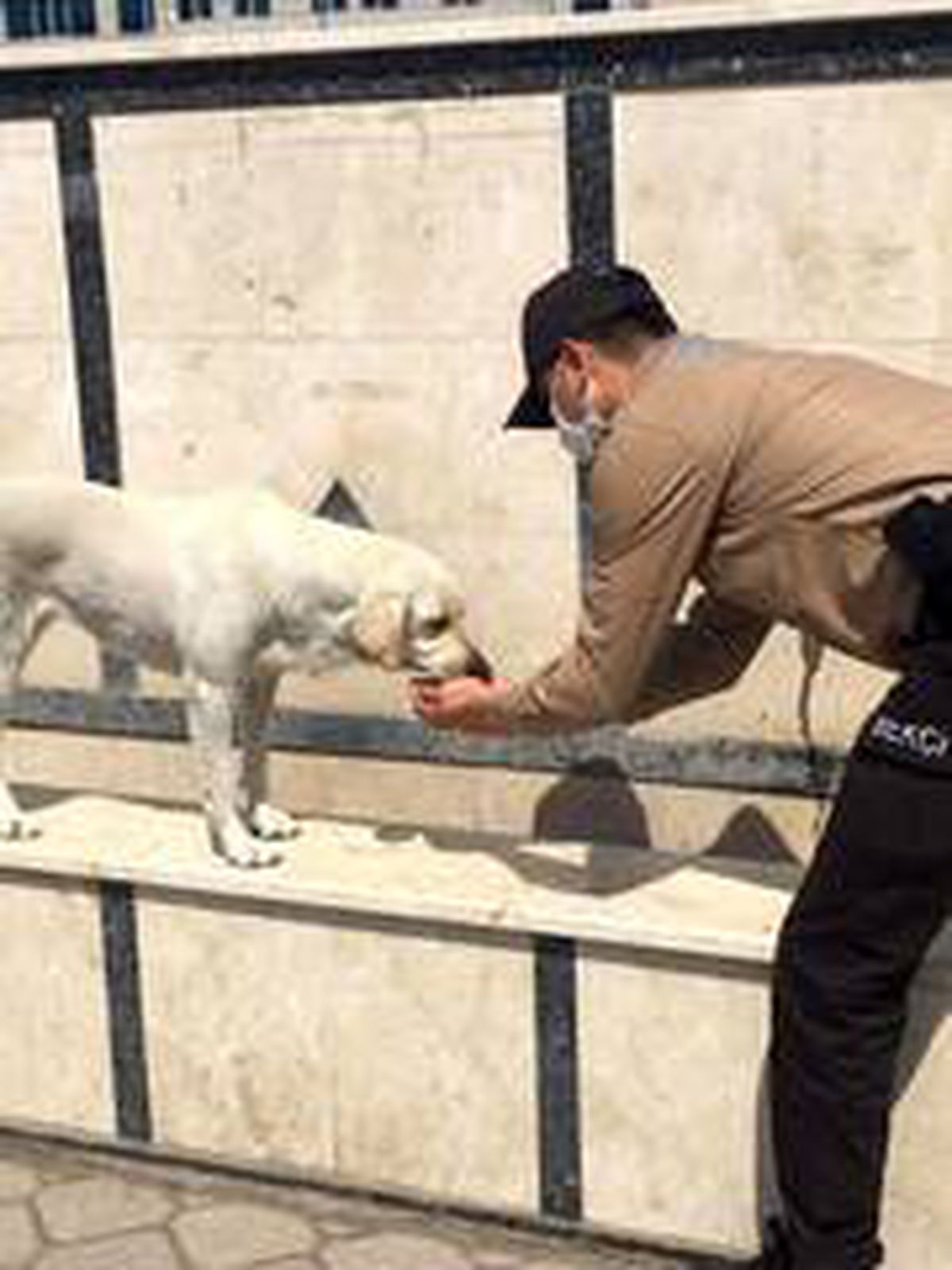 Fethiye\'de susuz kalan köpeğin yardımına bekçiler koştu