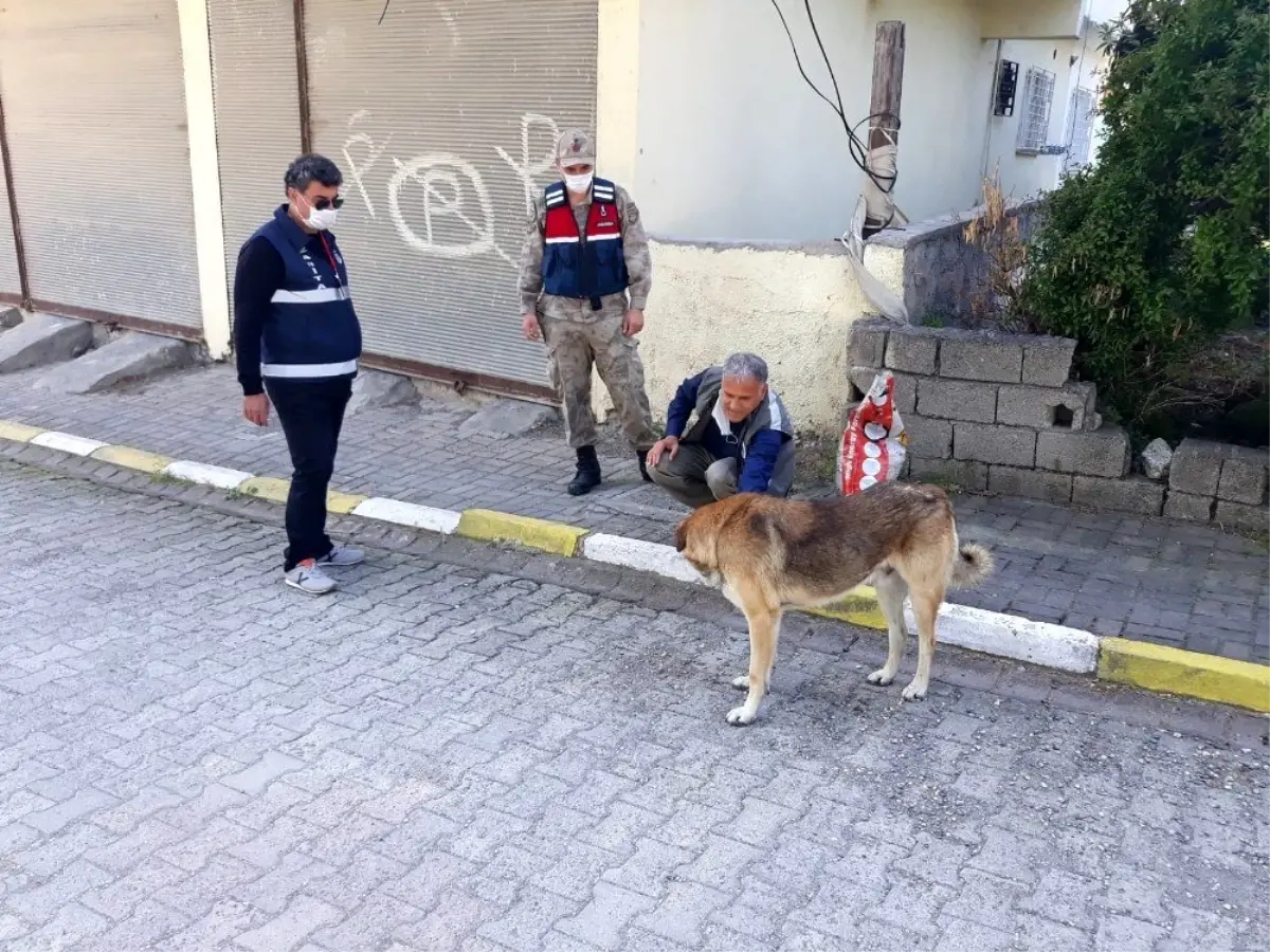 Hatay\'da sokak hayvanları unutulmadı