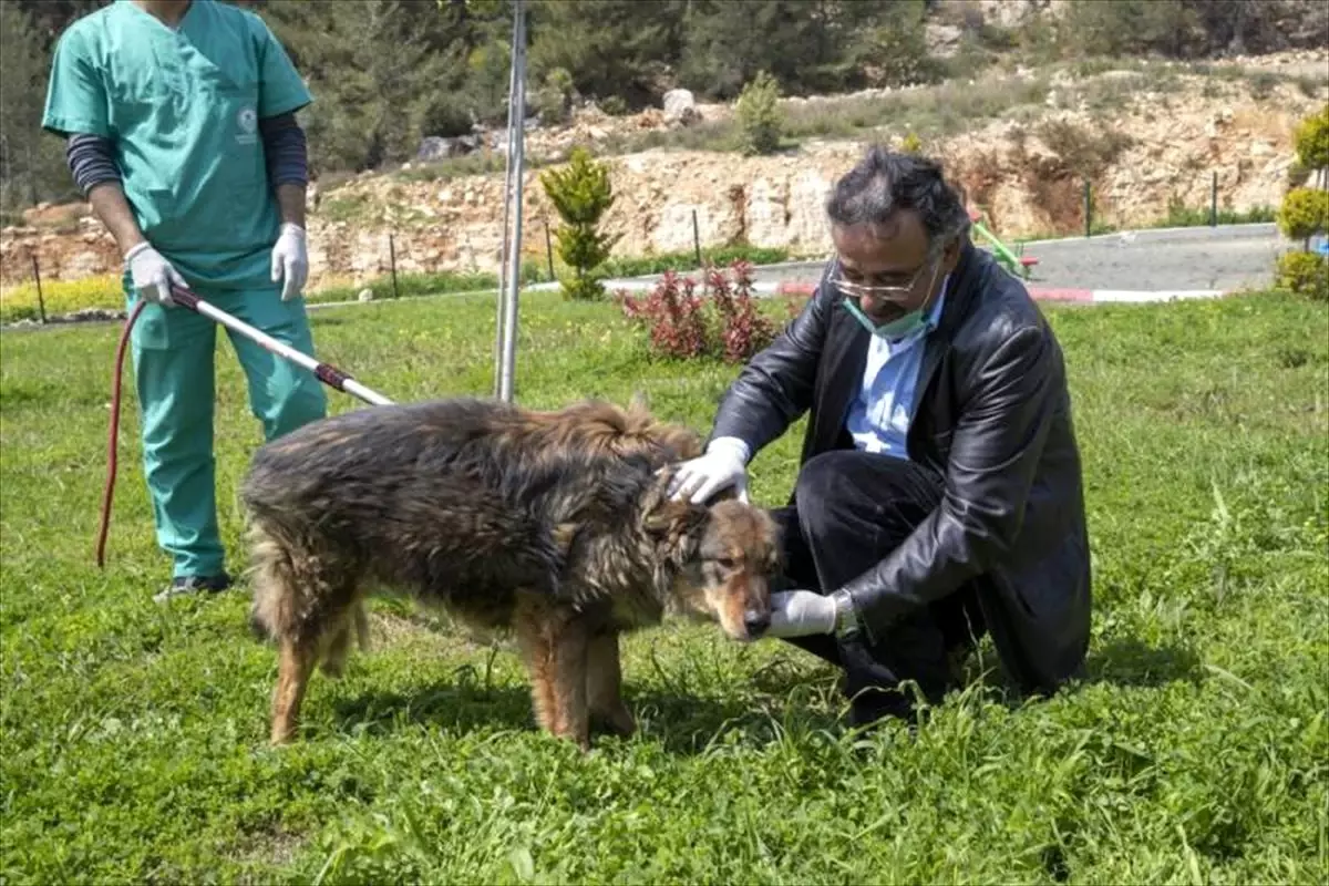 Mersin\'de trafik kazasında bacağı kırılan köpek tedaviyle yeniden yürümeye başladı