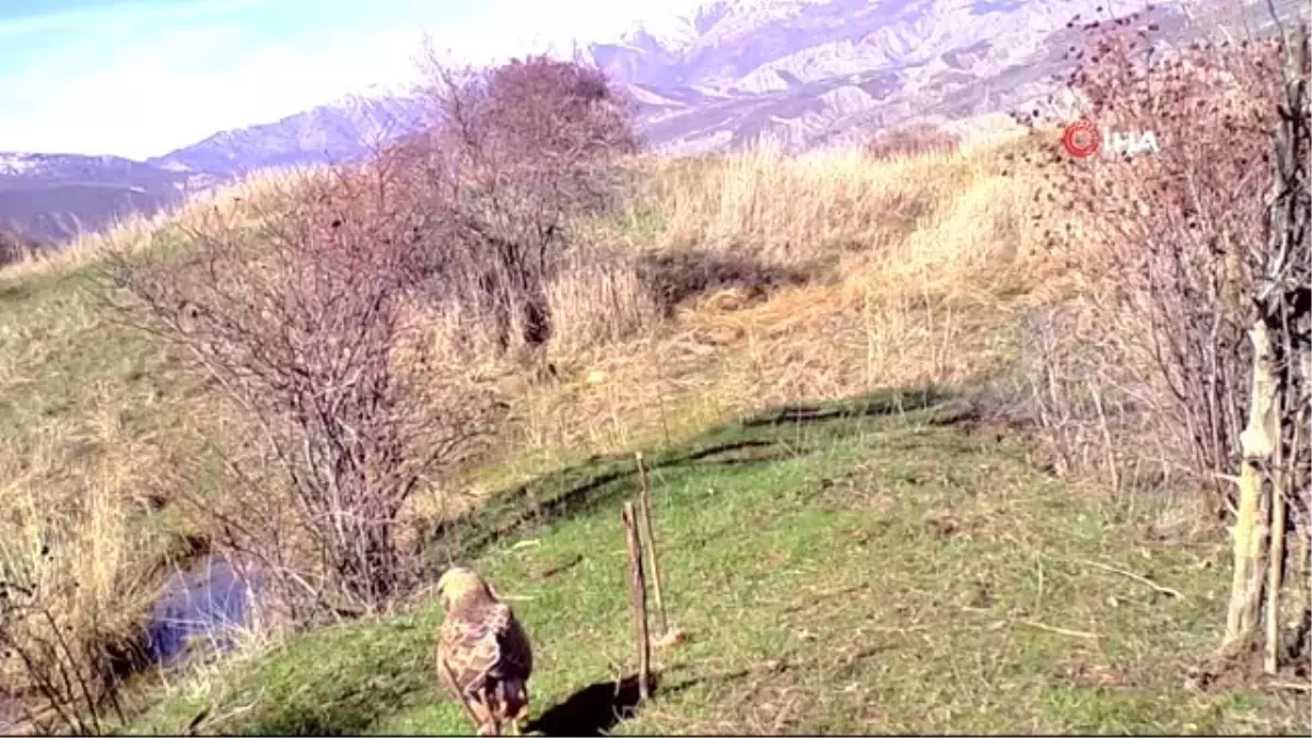 Nesli tükenmekte olan kızıl kuyruklu şahin, Erzincan\'da fotokapanla görüntülendi