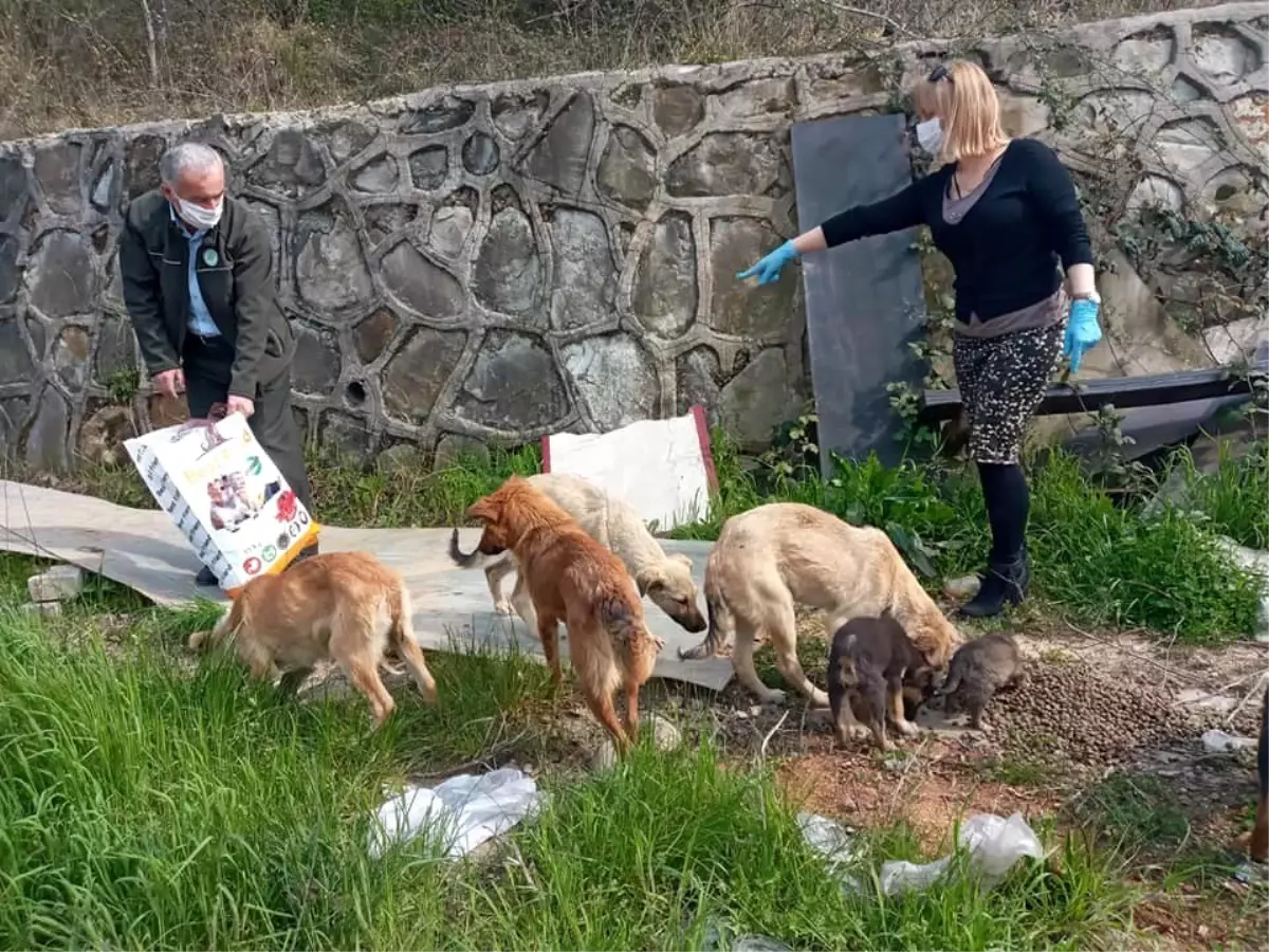 Sokak hayvanlarına mama dağıtımı sürüyor