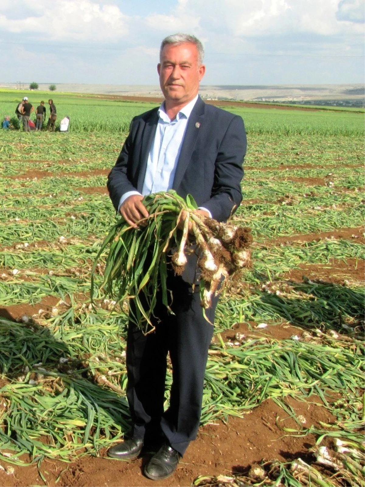 Yeşil sarımsak hasadına sayılı günler kala işçi sıkıntısı yaşanıyor