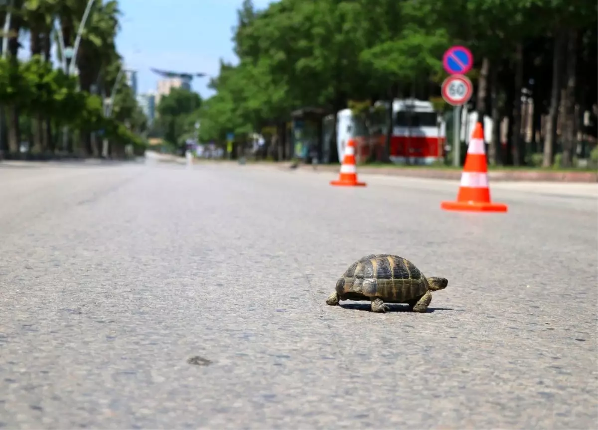 Yollar kaplumbağaya kaldı