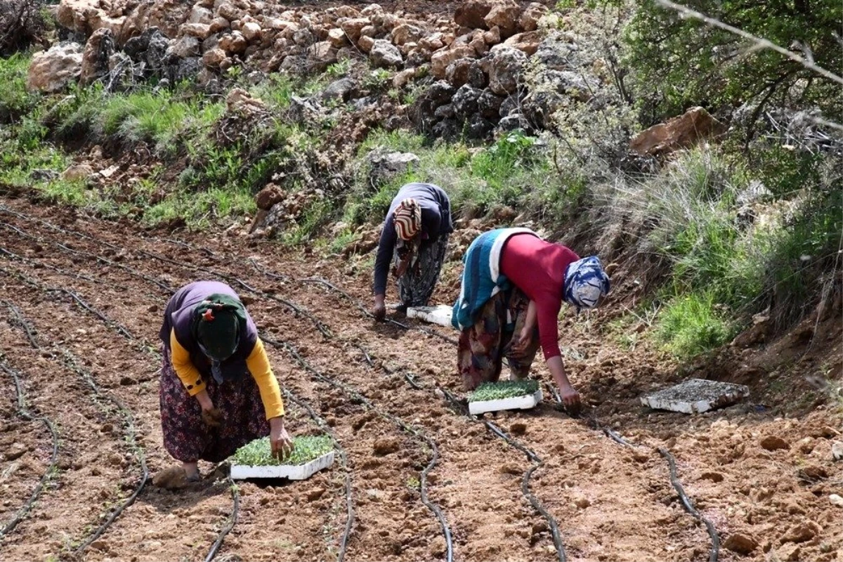 Mardin\'de kadın çiftçiler ada çayını toprakla buluşturdu