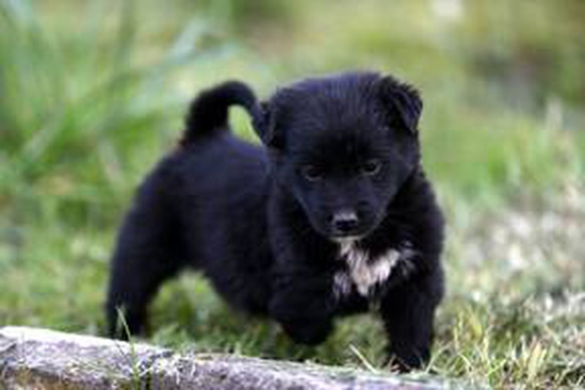 Tek patisi olmayan yavru köpeğe ailece özenle bakıyorlar
