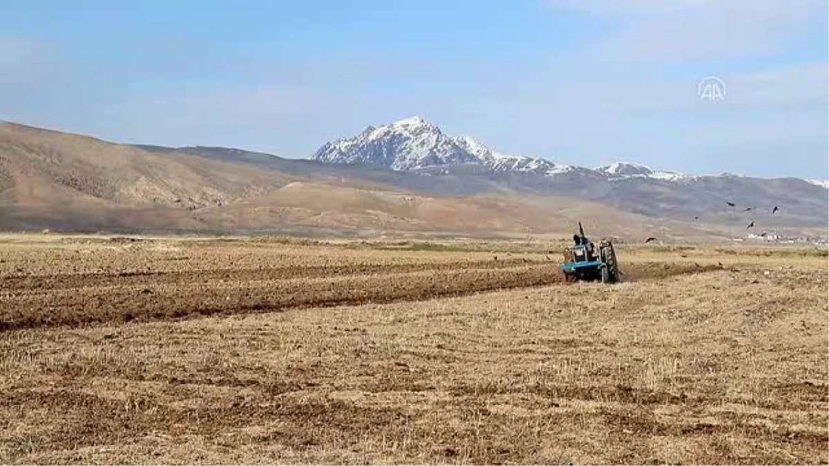 Vanlı çiftçiler üretimde devamlılık için boş arazilerini de ekiyor (2)