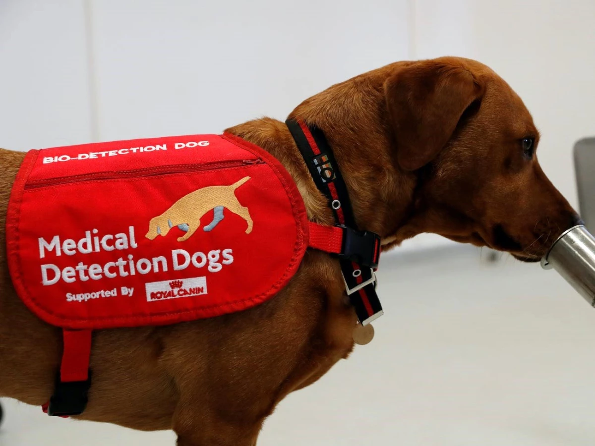 Virüs Sebepli Hastalıkların Tespitinde Tıbbi Köpekler Kullanılabilir