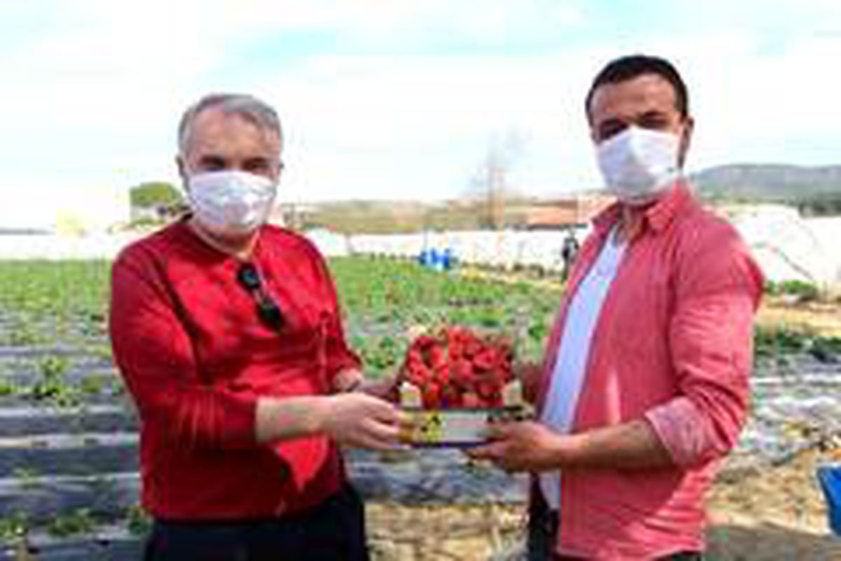 Volkanik arazide üretilen çilek marka olma yolunda
