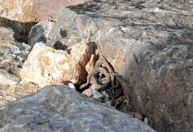 Yüksekova'da sürü halinde görülen yılanlar vatandaşları korkutuyor