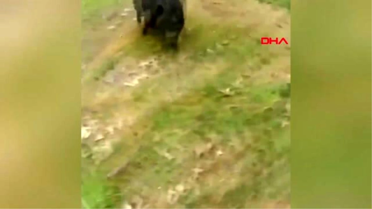 DHA DIŞ \'ABD\'de polislerin yaban domuzu ile imtihanı kamerada