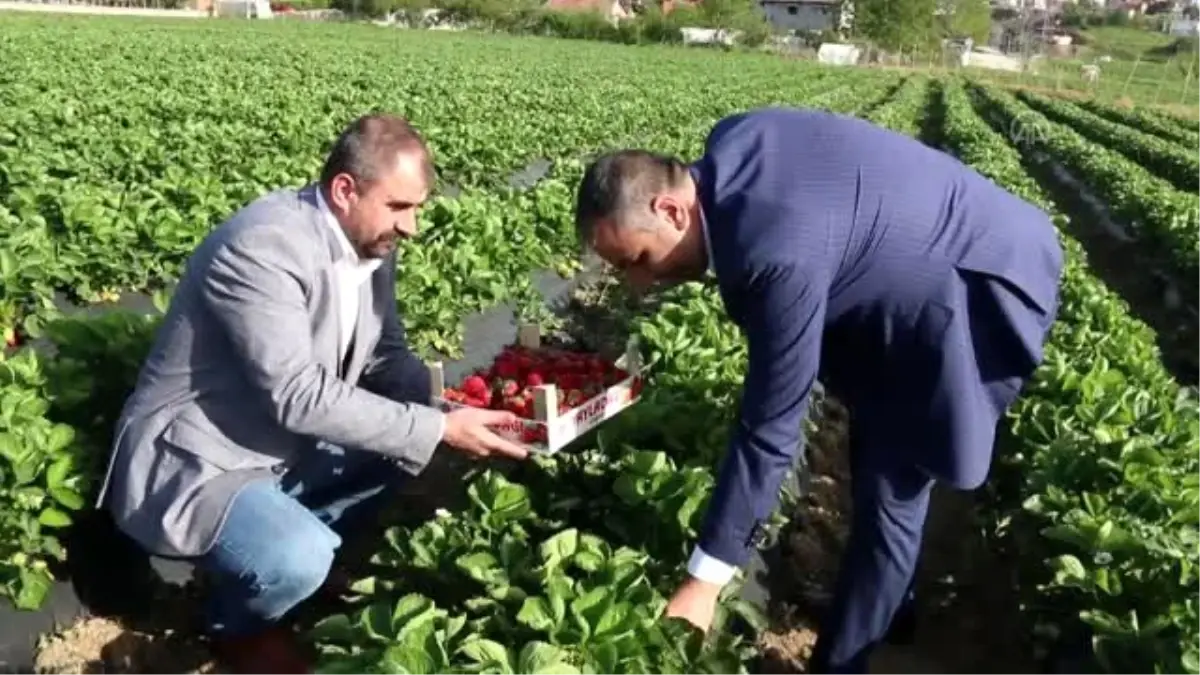 Milletvekili Kaşıkçı çilek üreticileriyle bir araya geldi