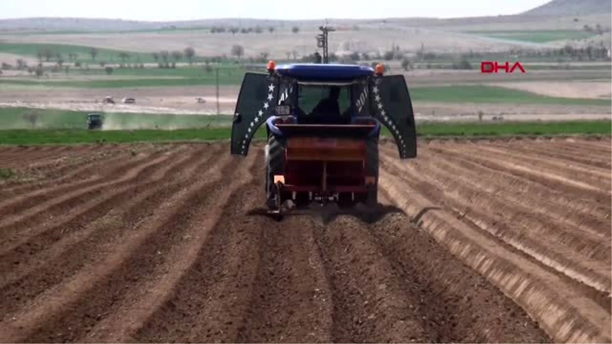 NİĞDE Patates üretiminde bu yıl yüzde 10 artış bekleniyor