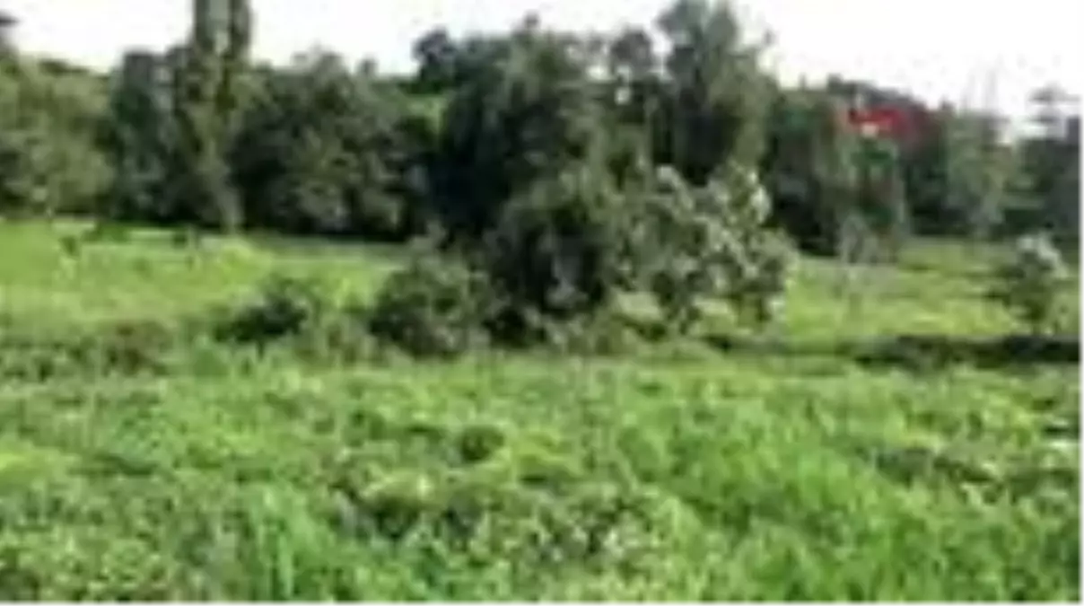 ORDU Prof. Dr. Sevgili: Daha önce görmediğimiz böcek türlerine rastlayacağız