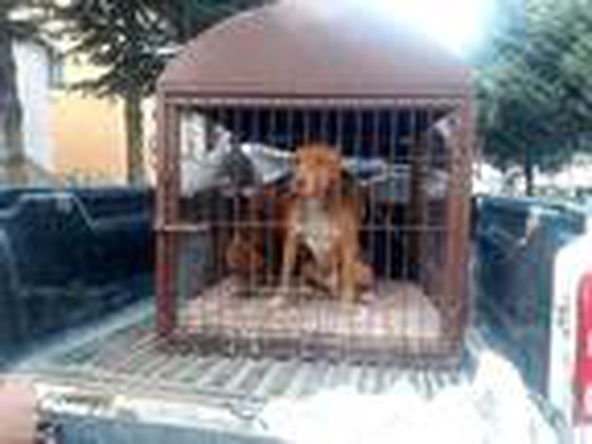 Pitbull besleyip, sokakta gezdiren kişiye 19 bin lira ceza