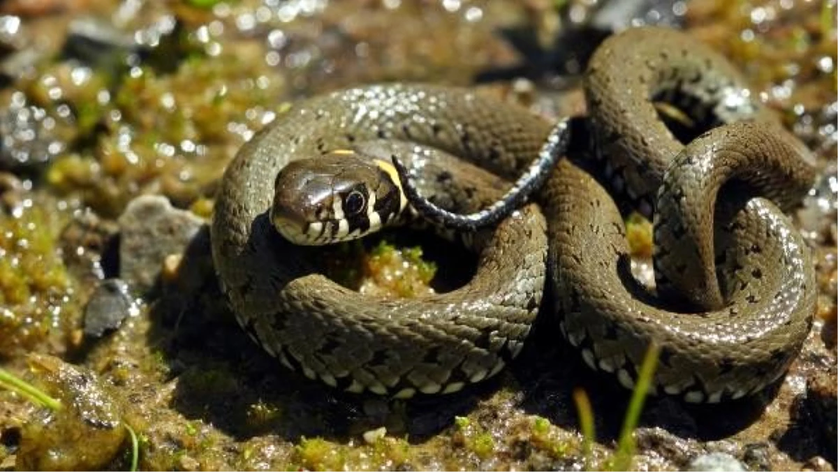 Prof. Dr. Sözen: Baharın gelmesiyle toplu olarak yılanların görülmesi normal