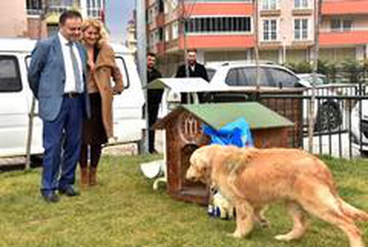 Sokak hayvanlarına Başkan Şahin\'den destek geldi