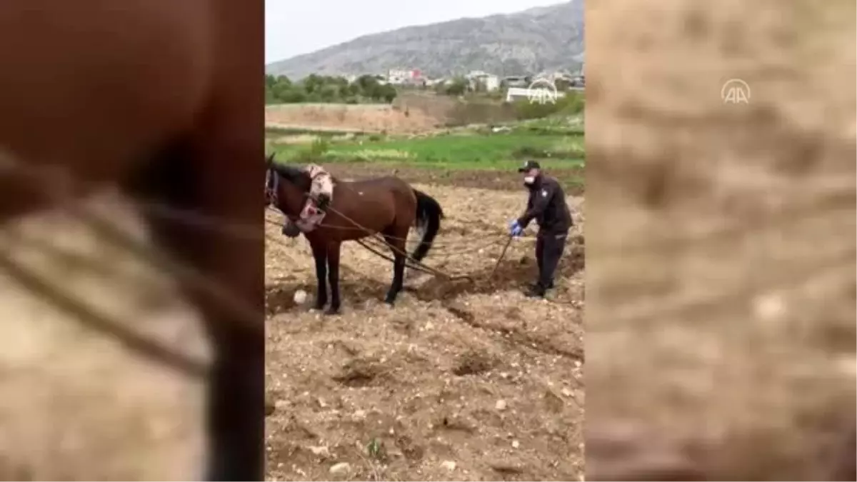 Yaşlı adamın tarlasını bekçi sürdü