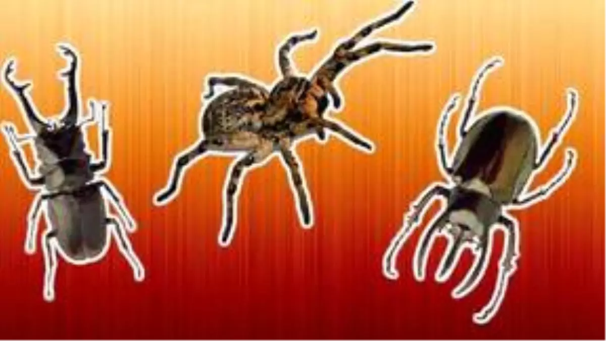 2020 Gümbür Gümbür: Türkiye\'de Yeni Böcek İstilası Görülebilir