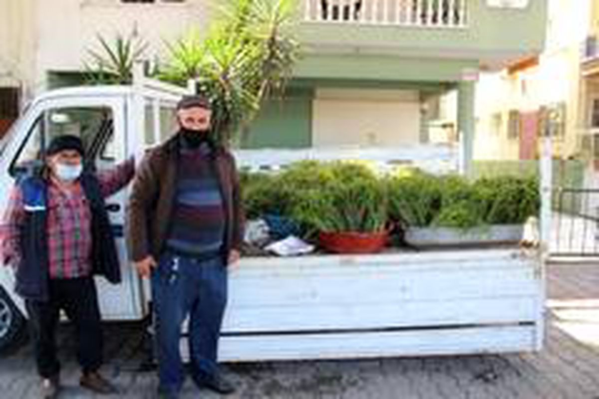 Aydın\'ın acı otu, tatlı gelire dönüştü