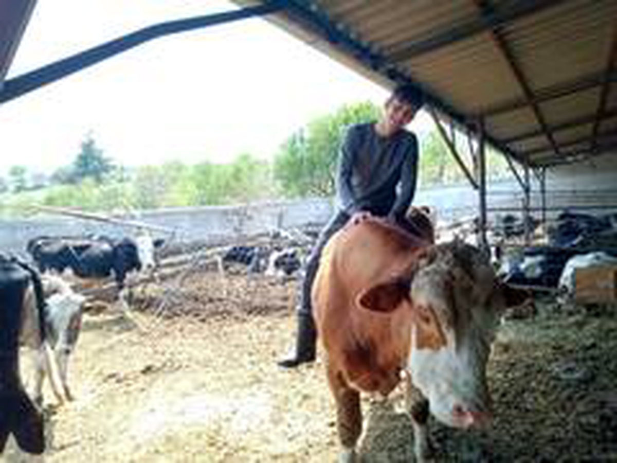 Karamanlı genç boğaya binerek rodeo yaptı