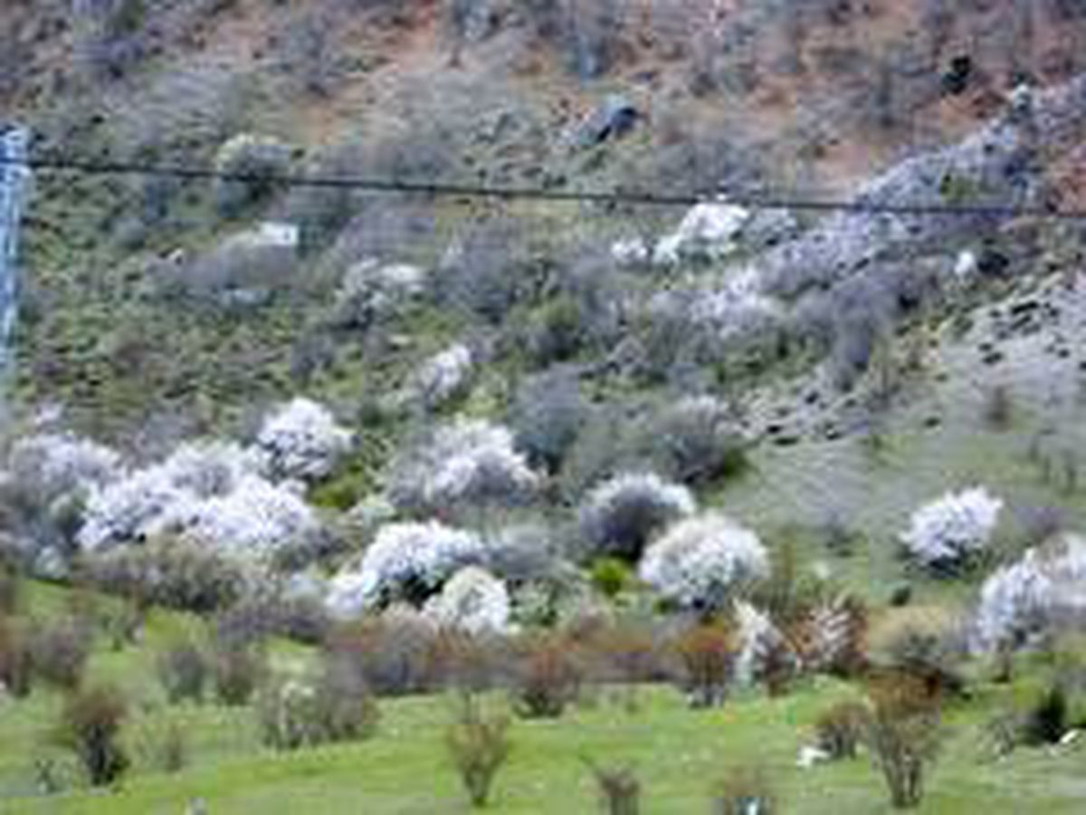 Posof güne karla uyandı