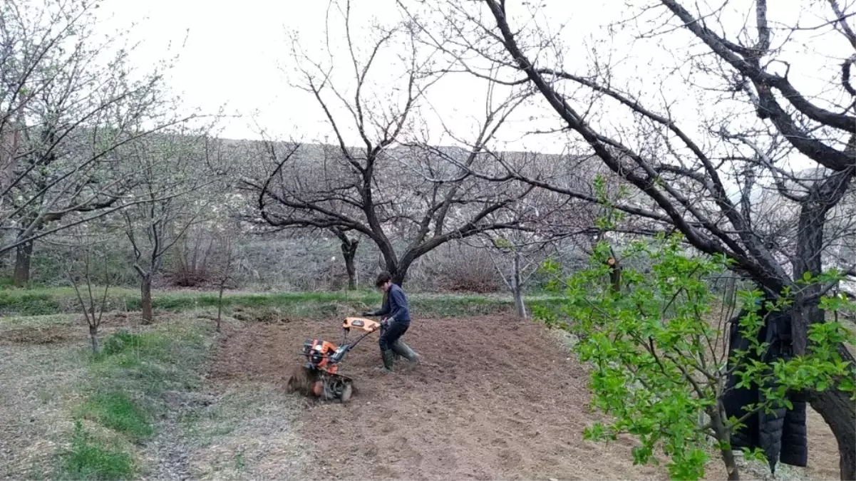 Soğuk hava kayısıyı vurdu