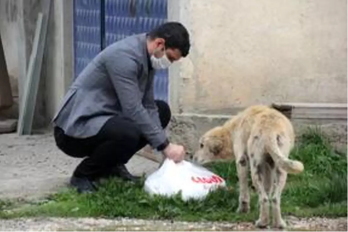 Yığılca\'da sokak hayvanları unutulmadı