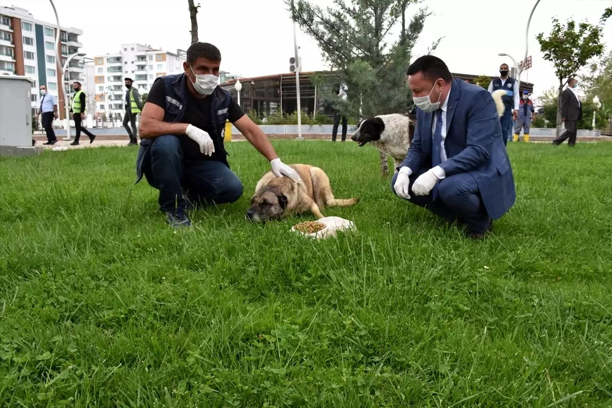 Bağlar Belediye Başkanı Beyoğlu sokak hayvanlarına mama bıraktı