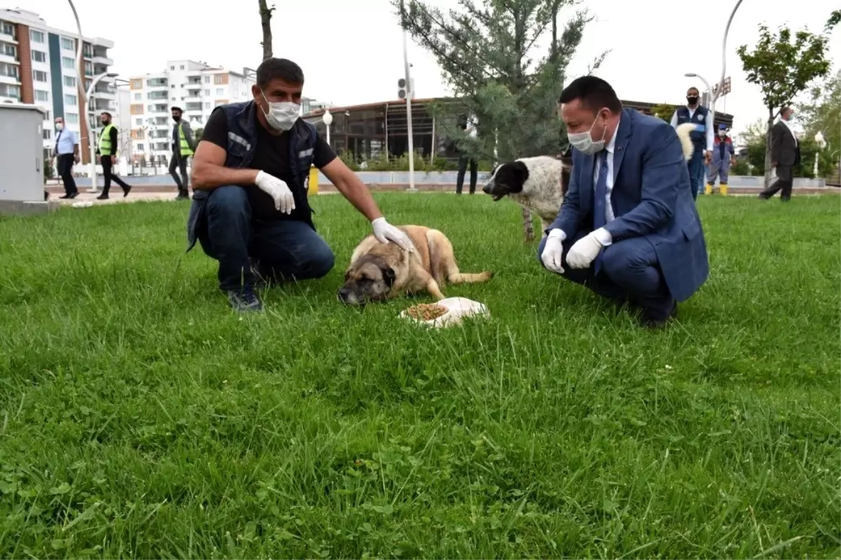 Başkan Beyoğlu sokak hayvanları için mama bıraktı