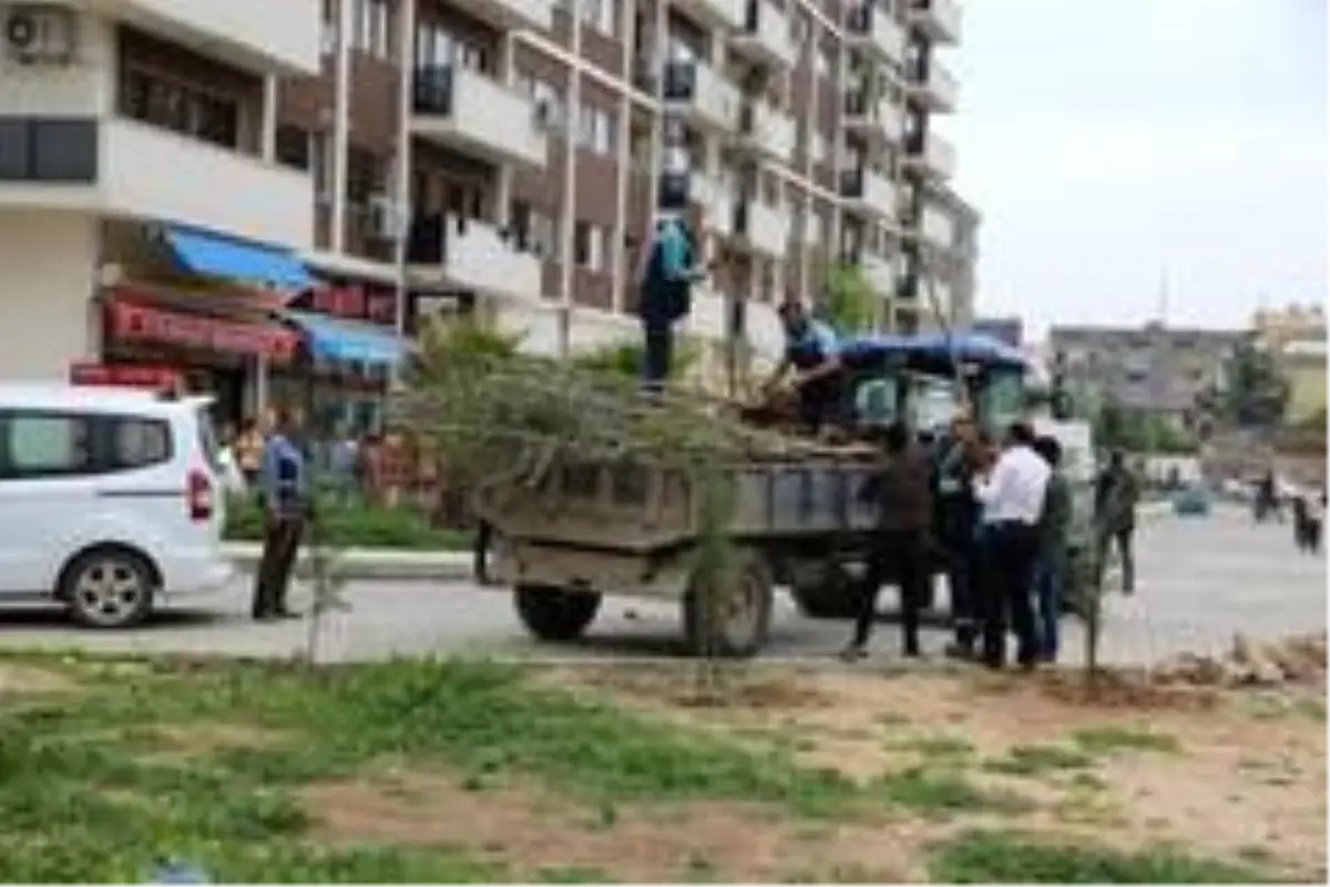 Cizre\'de yeşillendirme çalışmaları devam ediyor