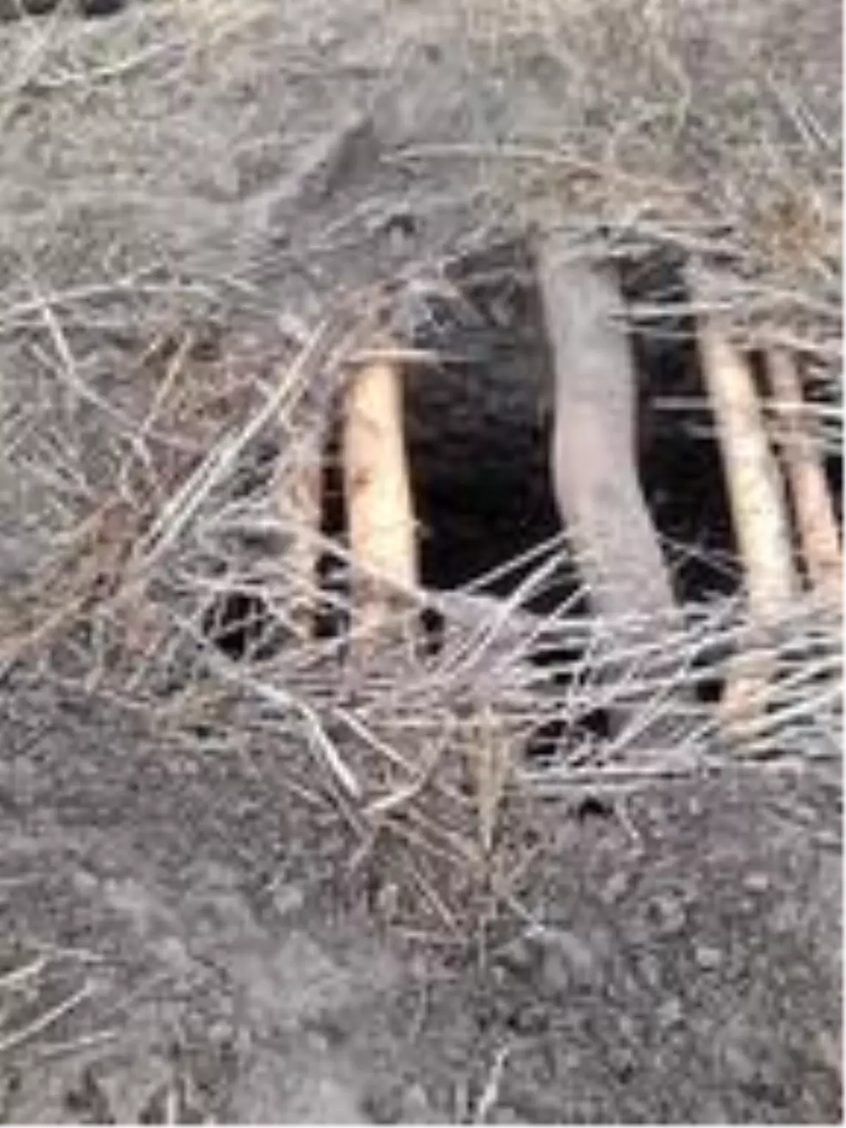 Ahırın damını kazıp içeri giren ayı, talihsiz vatandaşın 25 koyununu telef etti