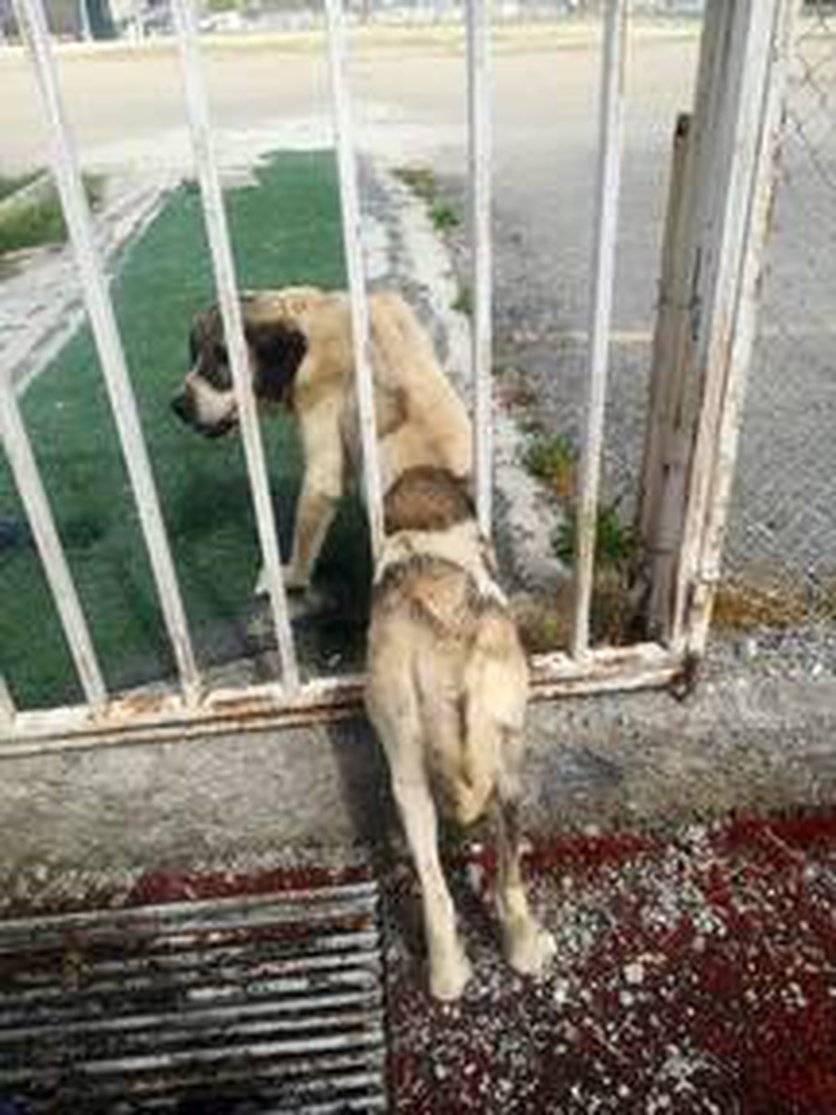 Kahramanmaraş\'ta demir parmaklıklara sıkışan köpek kurtarıldı