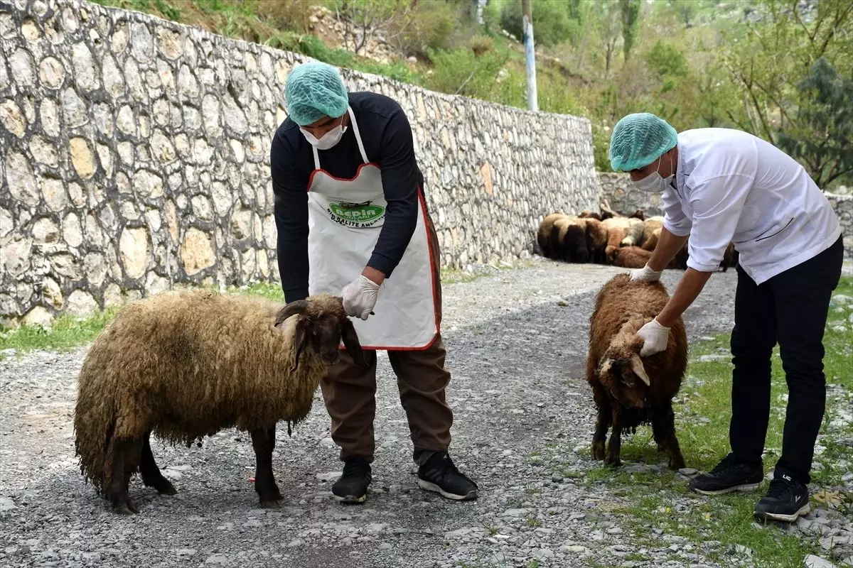 Şırnak Belediyesi ramazanda her hafta ihtiyaç sahiplerine 2 ton et dağıtacak