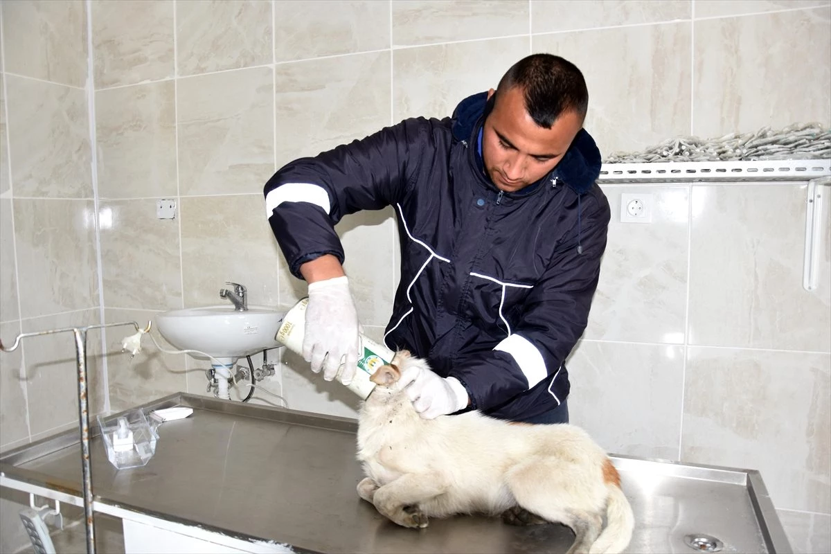 Tekirdağ\'da kafası teneke kutuya sıkışan köpeği belediye ekipleri kurtardı