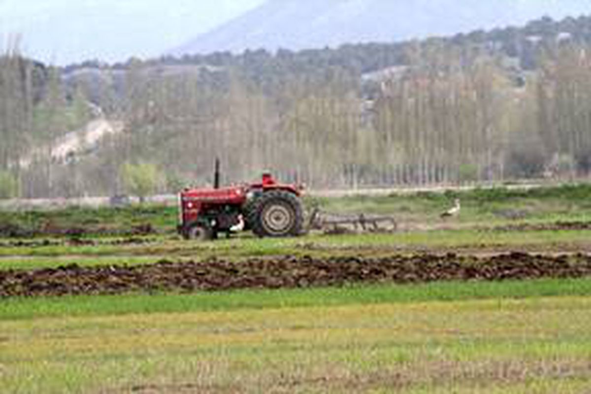 Traktörün peşine takılan leyleklerin solucan, fare ve böcek avı