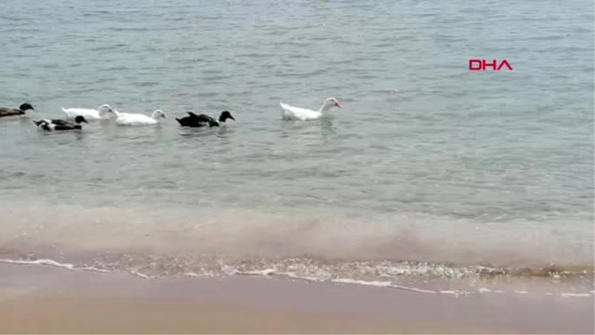 Akkum Plajı kaz ve ördeklere kaldı