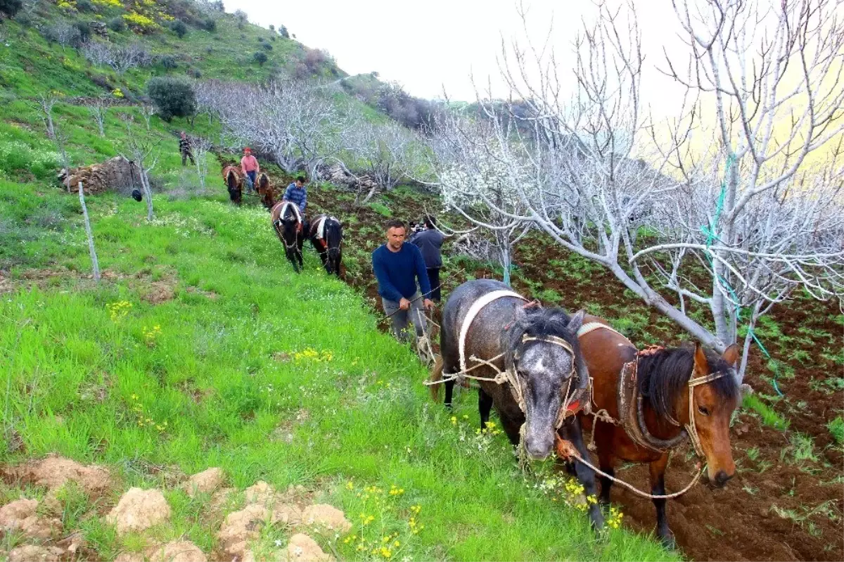 Amasya\'da 23 Nisan coşkusu